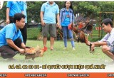 Đá Gà C2 C3 C4 - Bí Quyết Cược Hiệu Quả Nhất